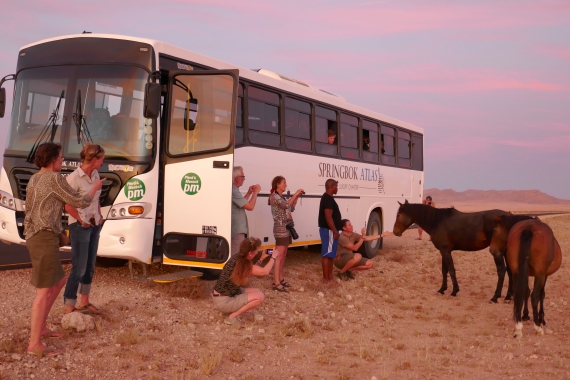 Auf den Spuren der Wüstenpferde Namibias